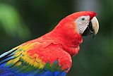 Scarlet Macaw